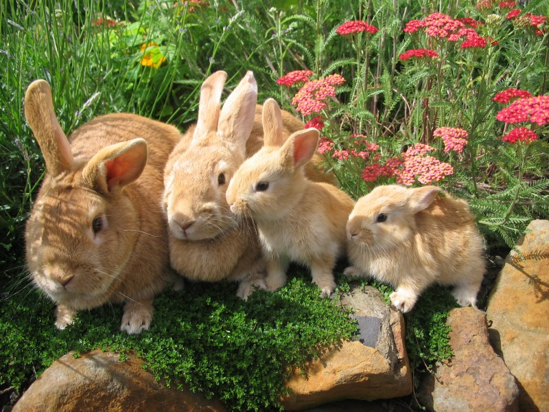 Características generales de los conejos
