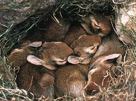 Conejos durmiendo