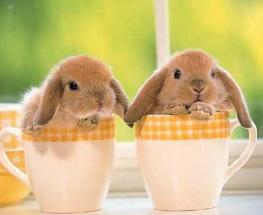 Fotos de conejos