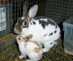 Conejos domésticos