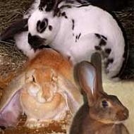 Conejos de varios colores