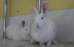 Fotos de conejos blancos